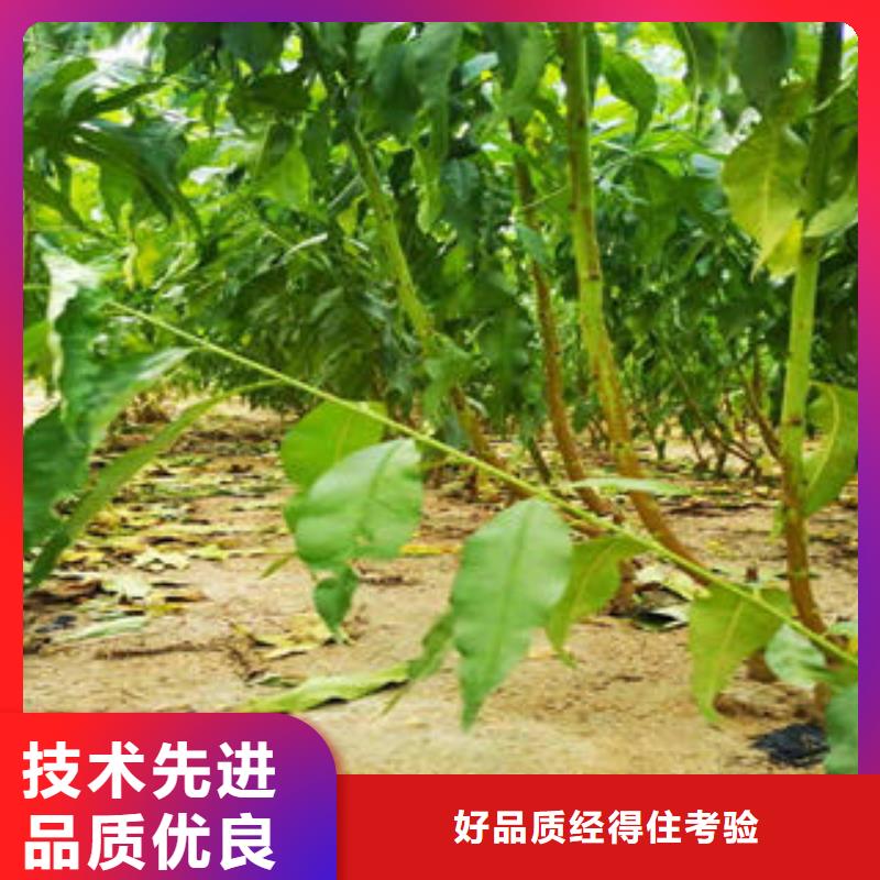 葡萄苗【桃树苗】详细参数