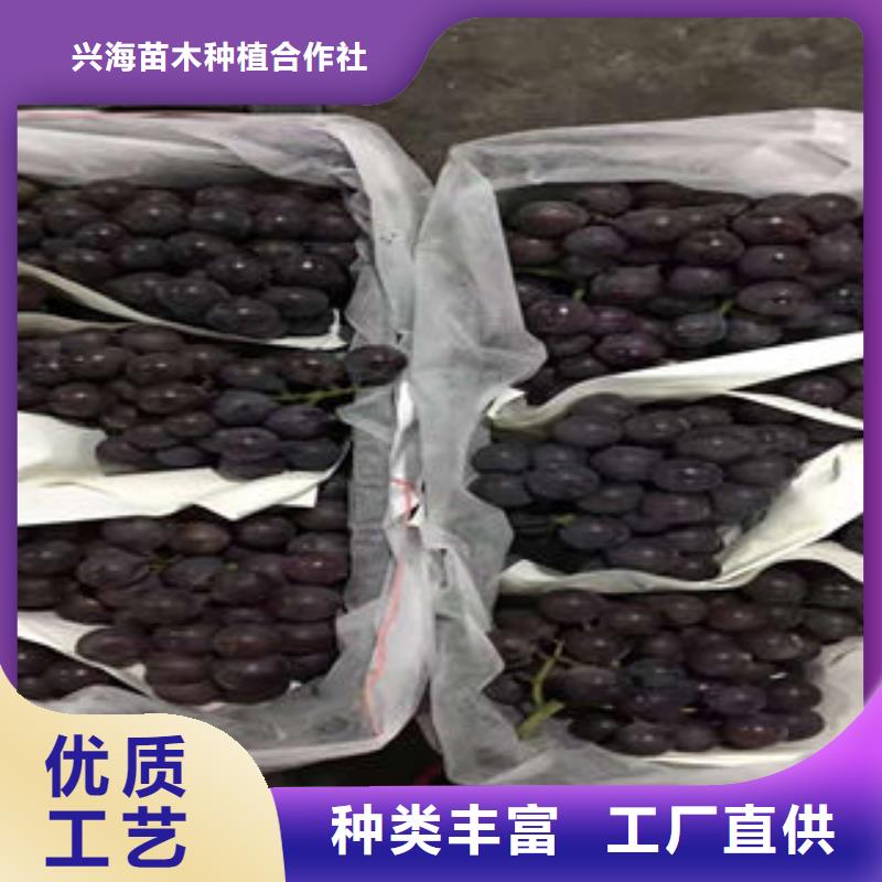 葡萄苗桃树苗工艺精细质保长久