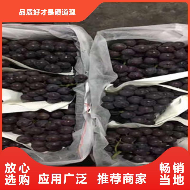 葡萄苗山楂苗免费安装