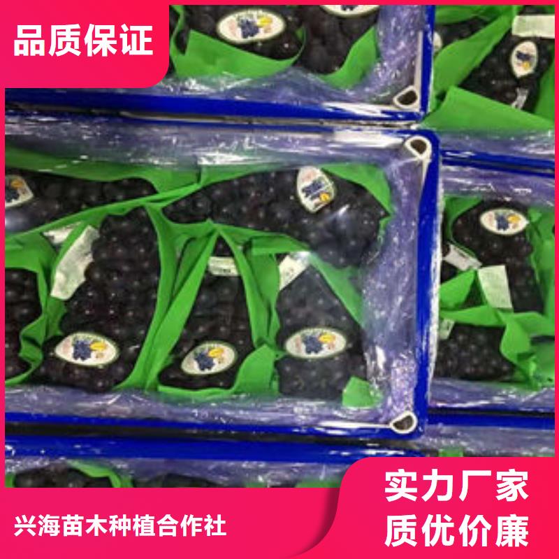 葡萄苗_【桃树苗】定制批发