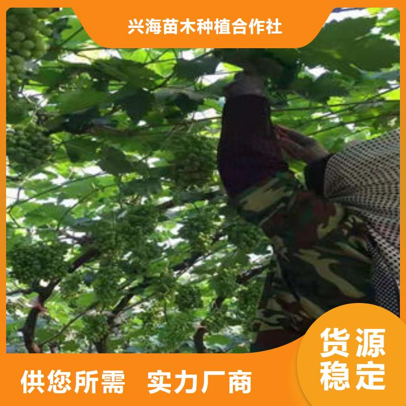 葡萄苗【核桃苗】支持定制贴心售后