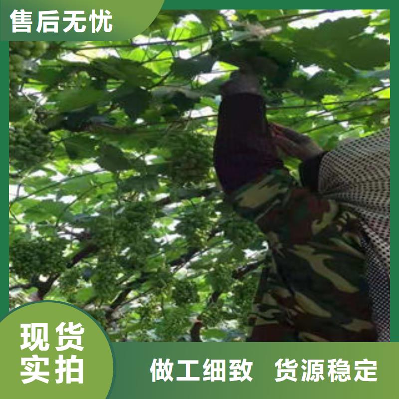 葡萄苗板栗苗工厂现货供应