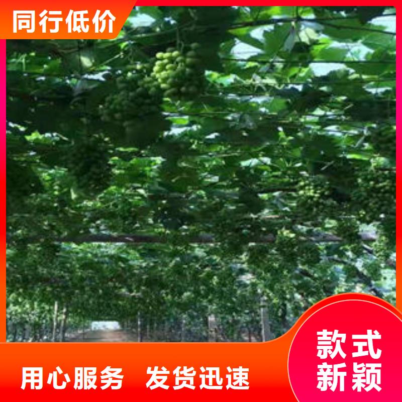葡萄苗核桃苗源头厂家供应
