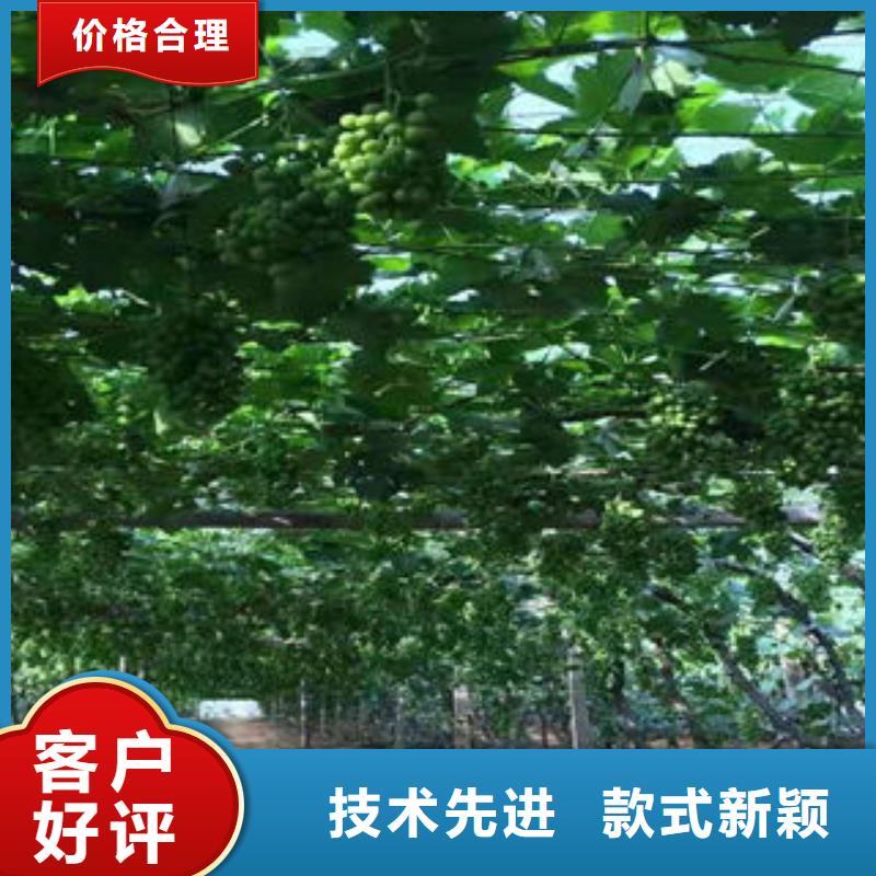 葡萄苗【桃树苗】用心制造