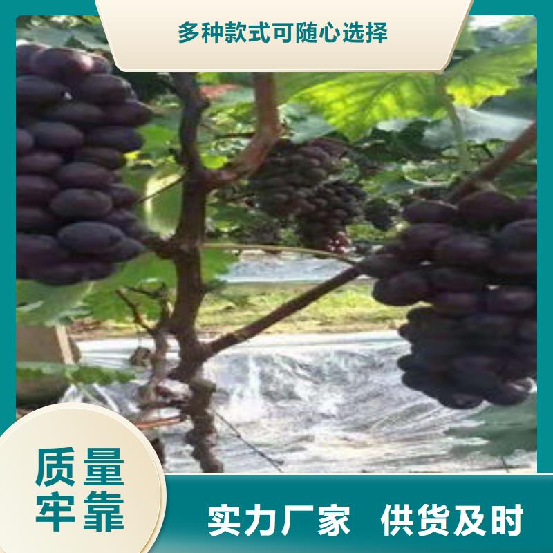葡萄苗-山楂苗可定制