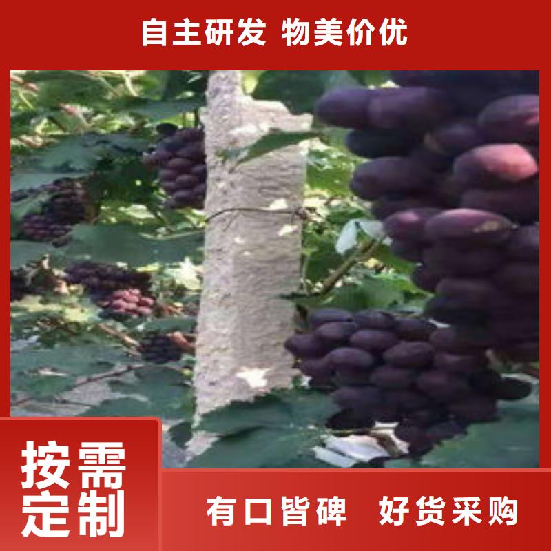 葡萄苗_【桃树苗】定制批发