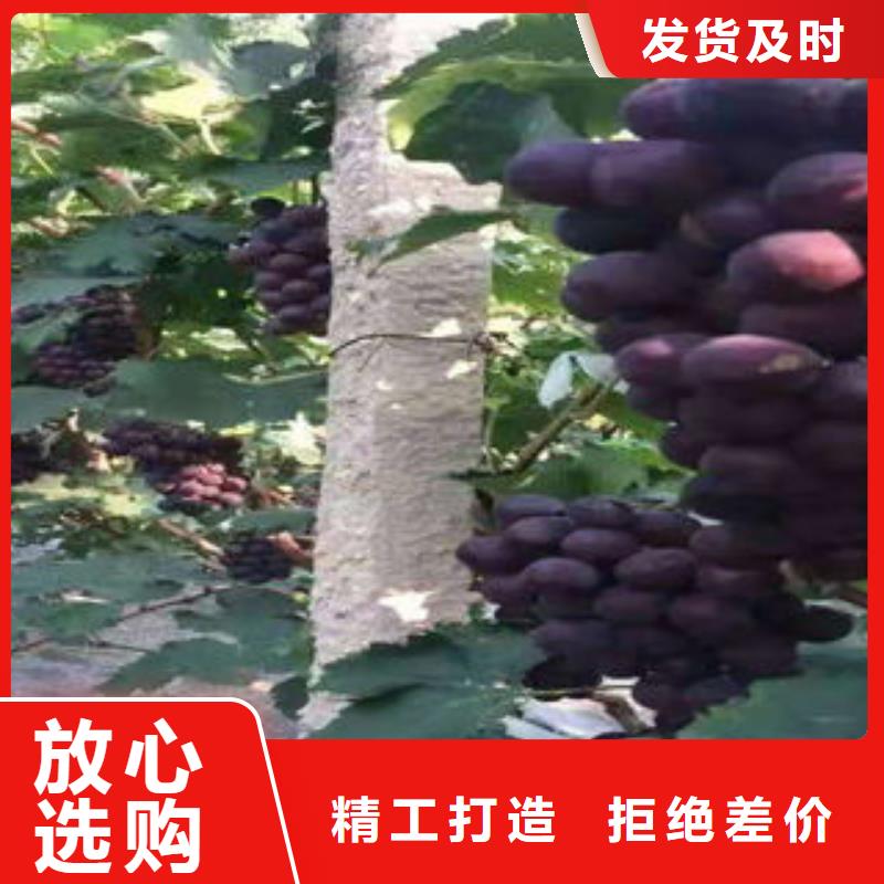 葡萄苗_梨树苗品质不将就