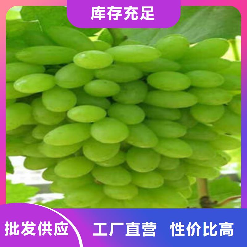 葡萄苗梨树苗可定制