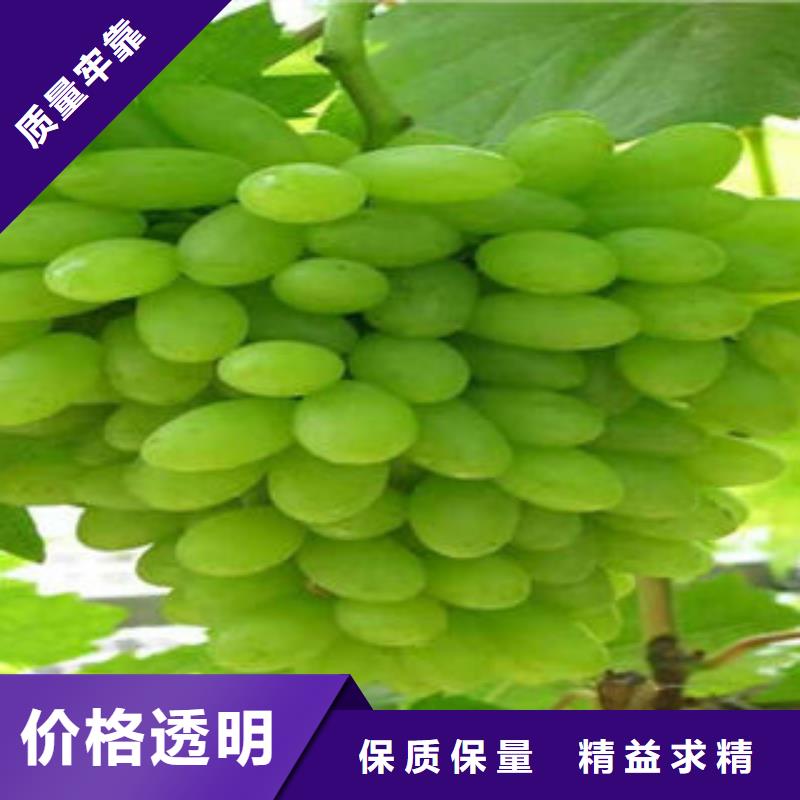 葡萄苗花椒苗追求品质
