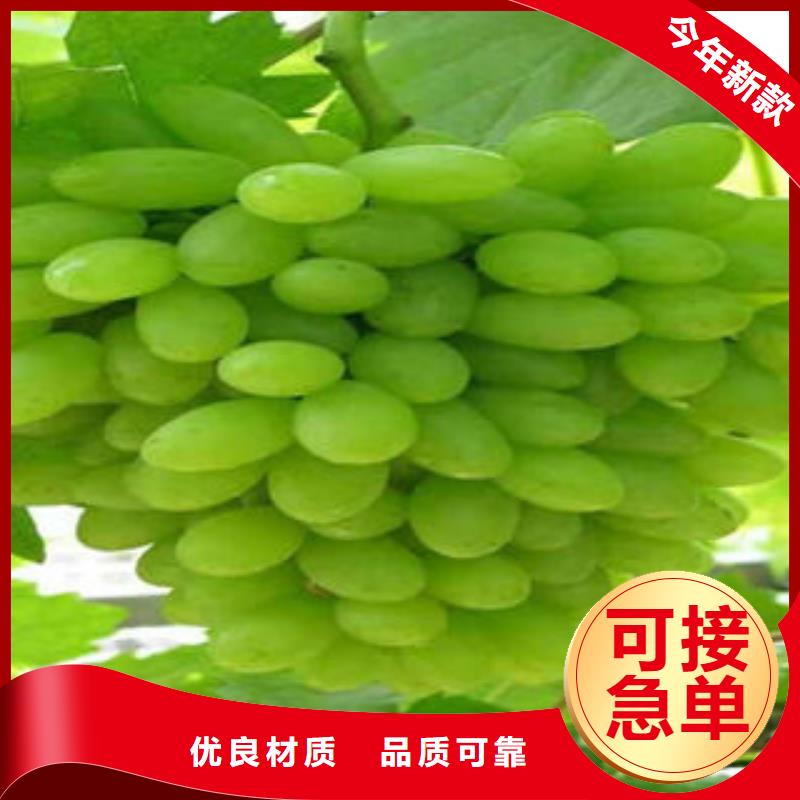 葡萄苗蓝莓苗诚信商家服务热情