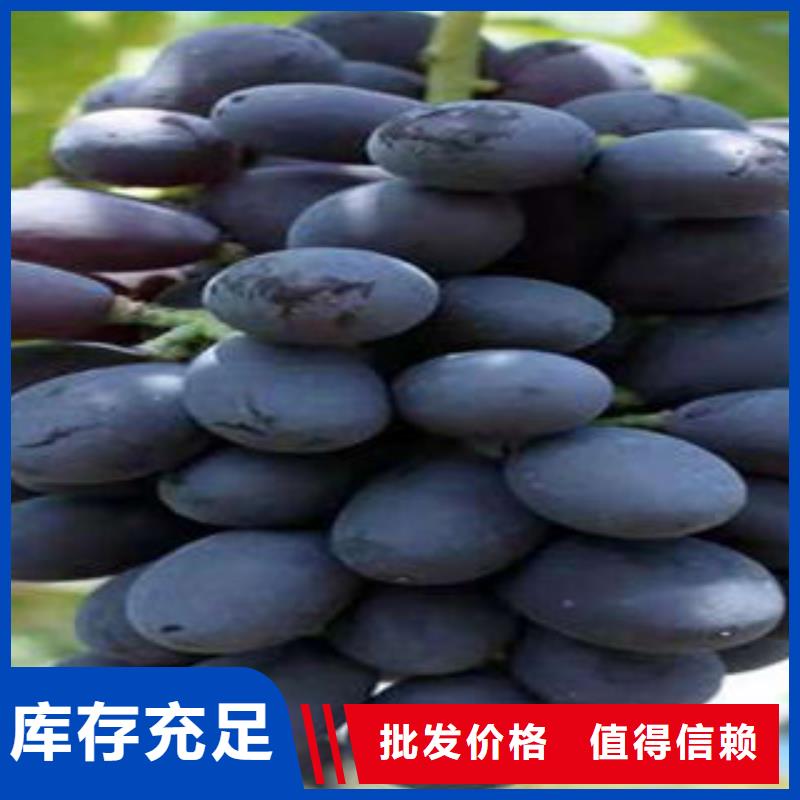 葡萄苗蓝莓苗客户满意度高