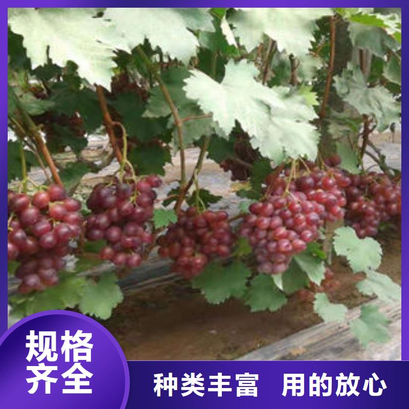 葡萄苗山楂苗品牌企业