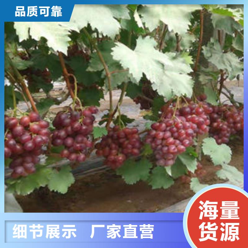 葡萄苗苹果苗源头直供