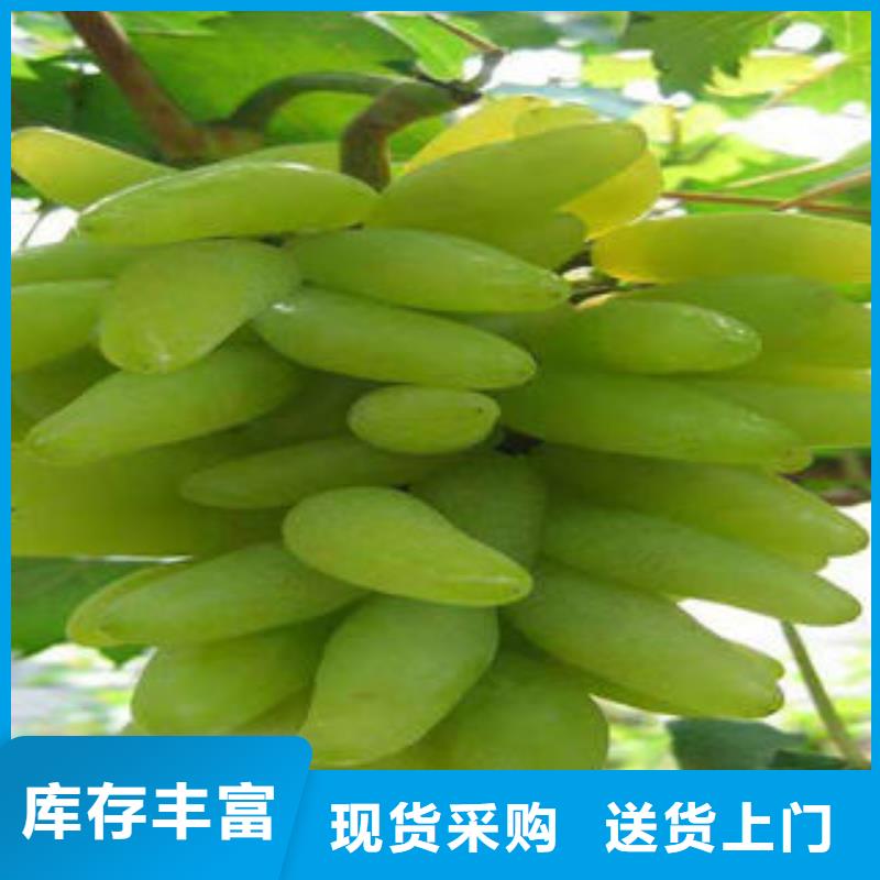 葡萄苗桃树苗产品优良