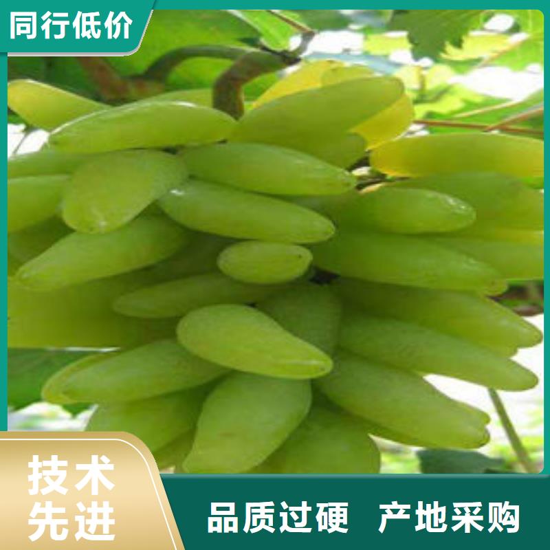 葡萄苗桃树苗工艺精细质保长久