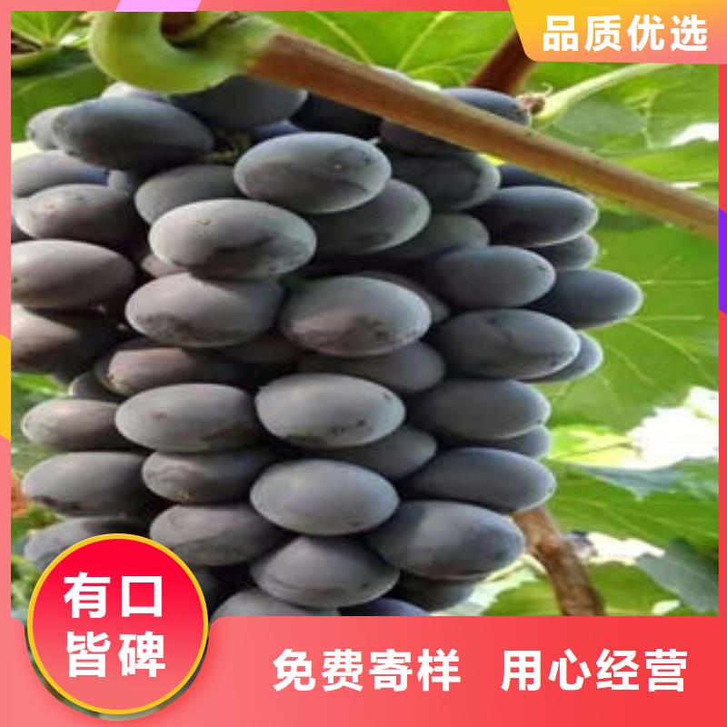 葡萄苗核桃苗现货采购