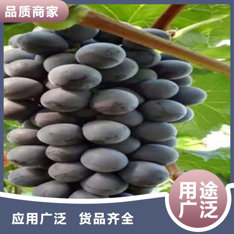 葡萄苗-蓝莓苗质量层层把关