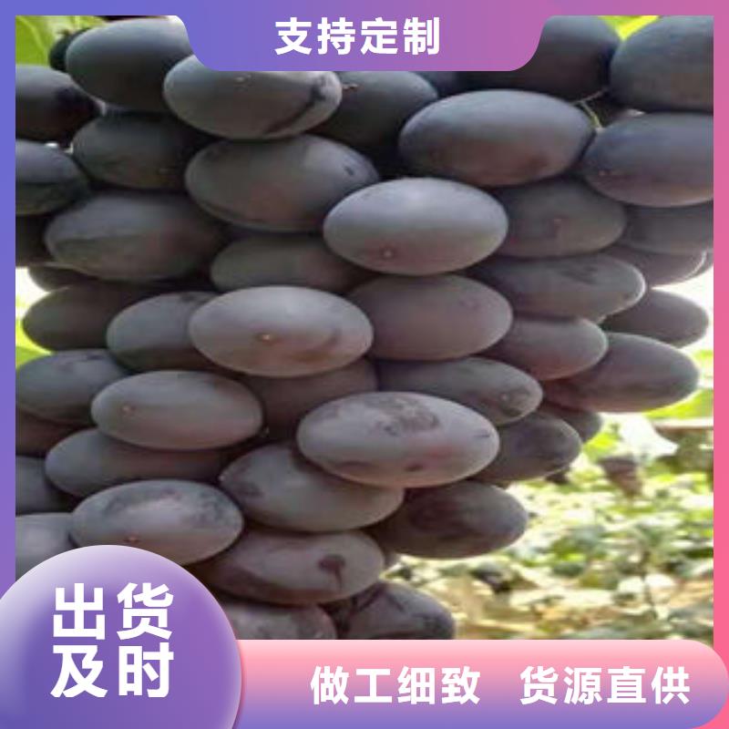 葡萄苗-桃树苗欢迎来电咨询