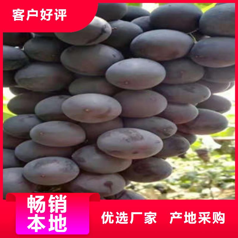 葡萄苗主推产品