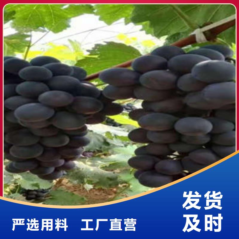 葡萄苗苹果苗现货交易