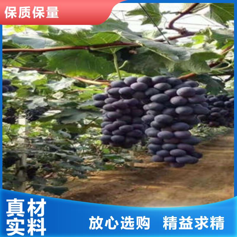 葡萄苗花椒苗现货直供