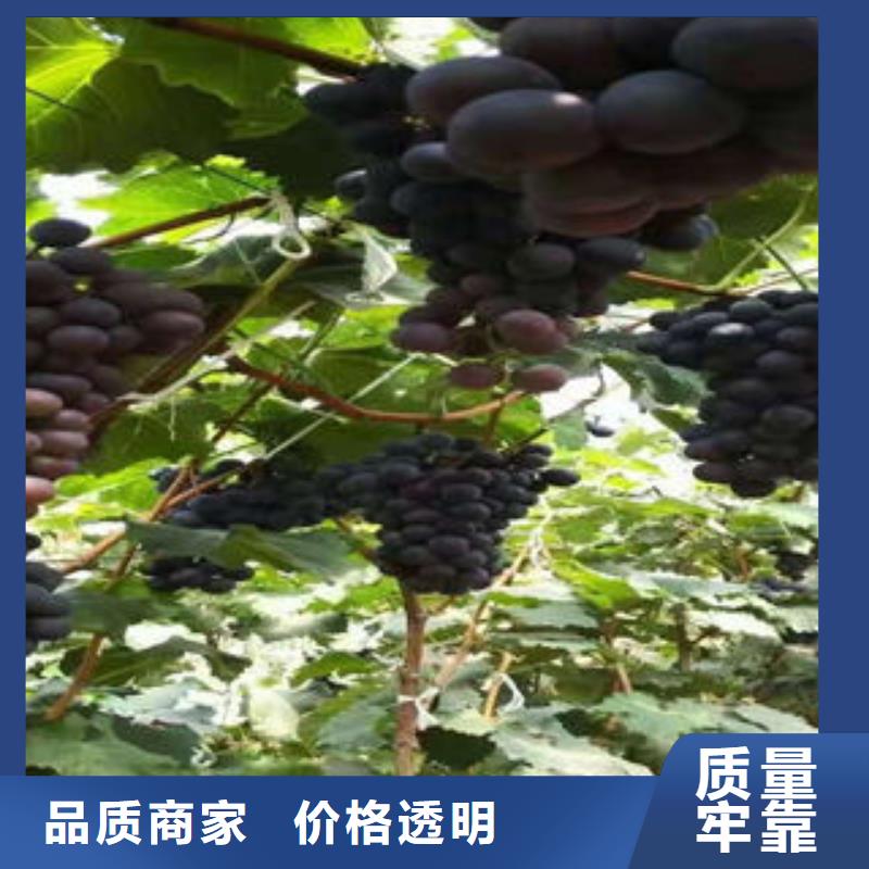 葡萄苗【核桃苗】支持定制贴心售后
