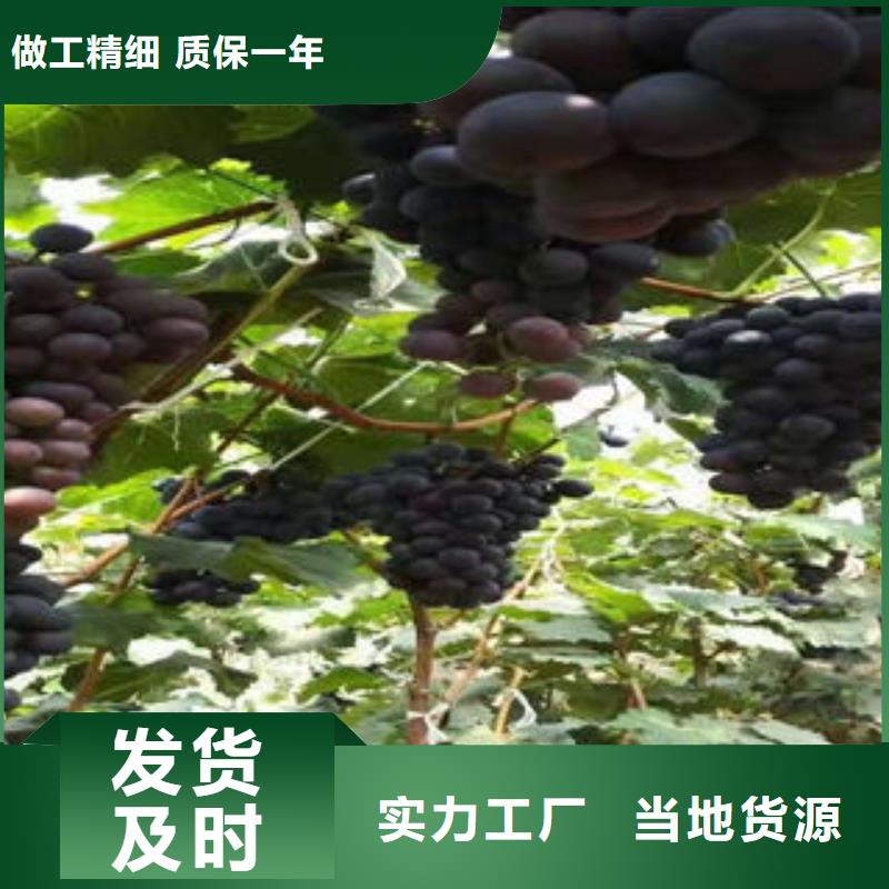 葡萄苗_【桃树苗】定制批发