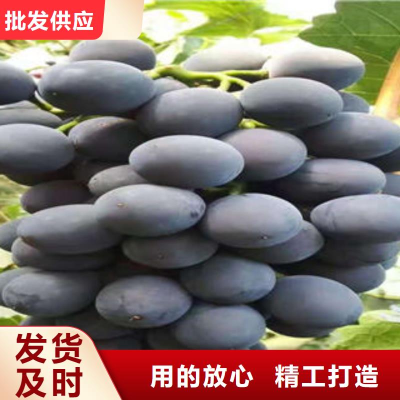 葡萄苗_梨树苗品质不将就