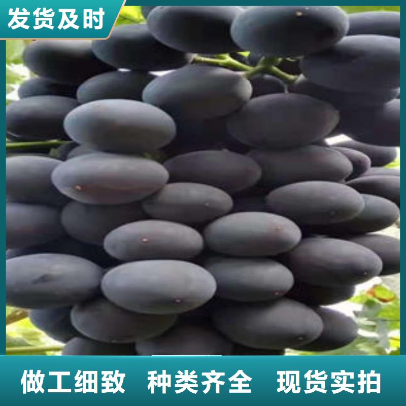 葡萄苗板栗苗工厂现货供应
