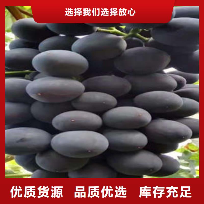 葡萄苗李子苗厂家直营
