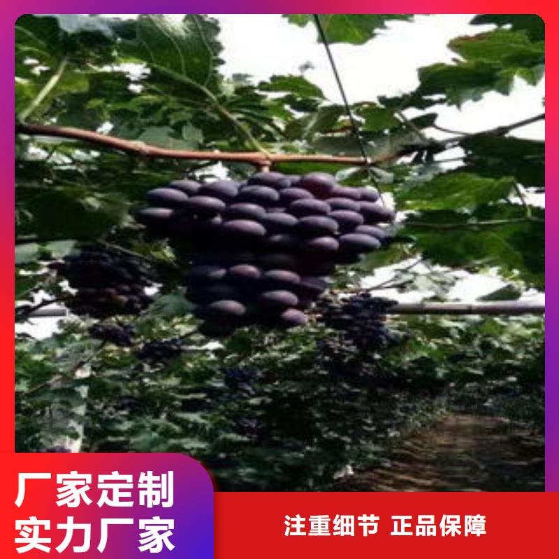 葡萄苗【核桃苗】支持定制贴心售后