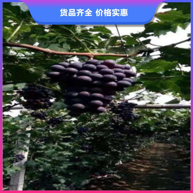 葡萄苗【核桃苗】支持定制贴心售后