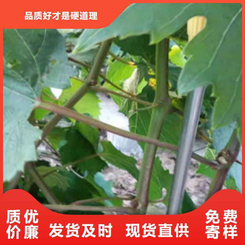 葡萄苗桃树苗价格实惠