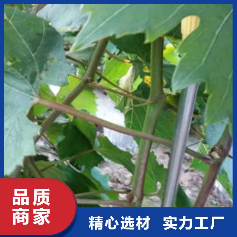 【葡萄苗蓝莓苗专业按需定制】