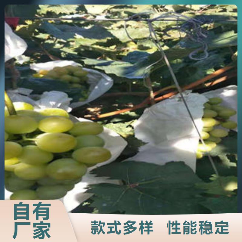 葡萄苗山楂苗品牌企业