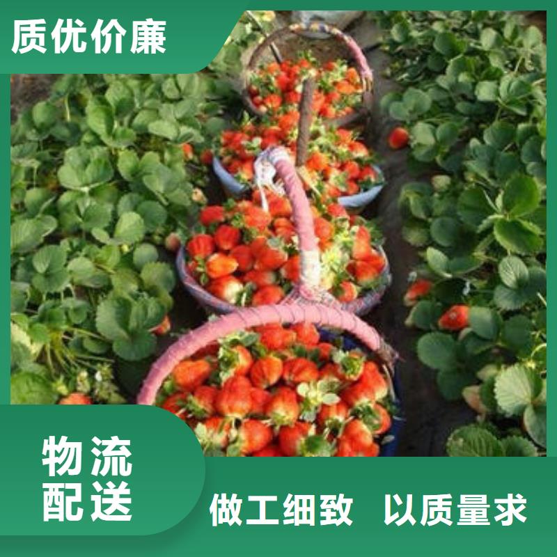 【草莓苗梨树苗产品细节参数】