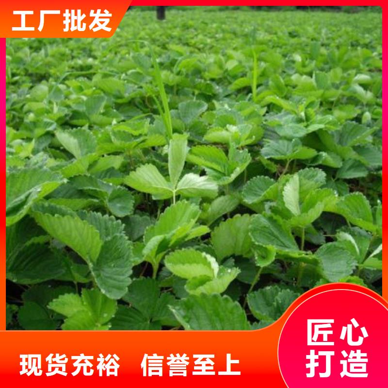 【草莓苗板栗苗经验丰富质量放心】