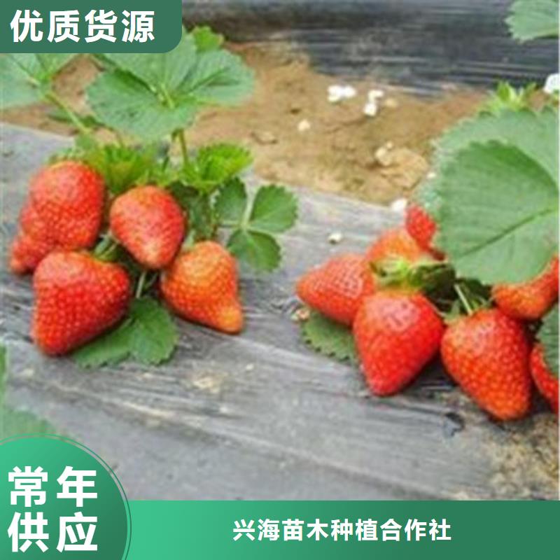 草莓苗李子苗0中间商差价