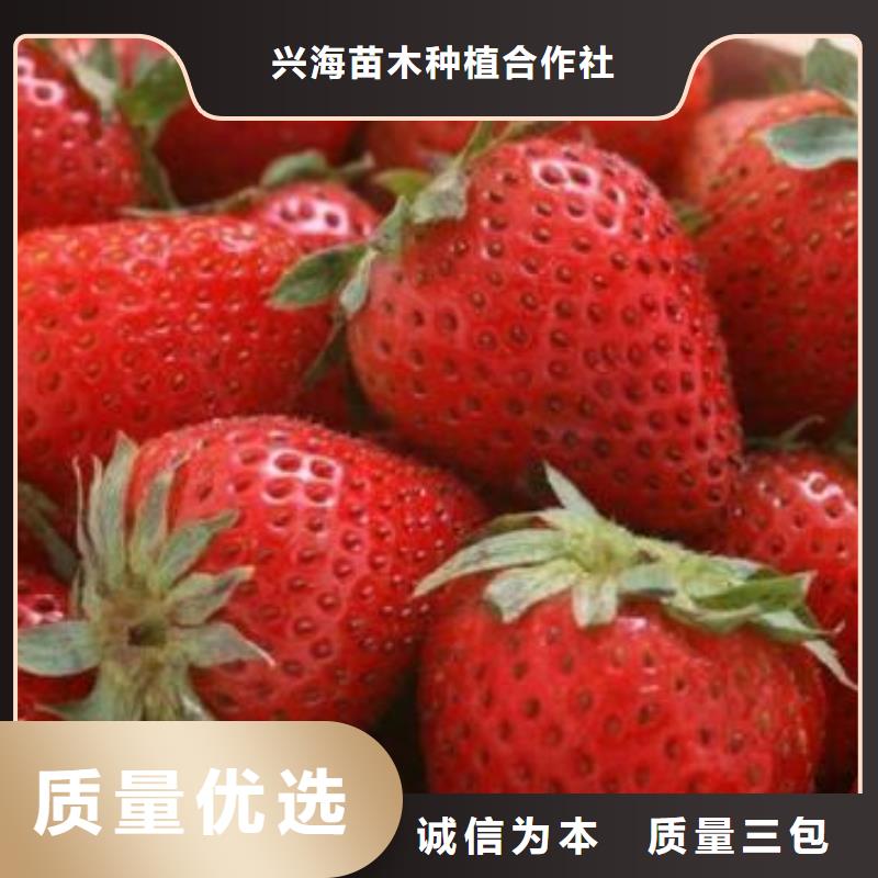 草莓苗【梨树苗】源厂直销