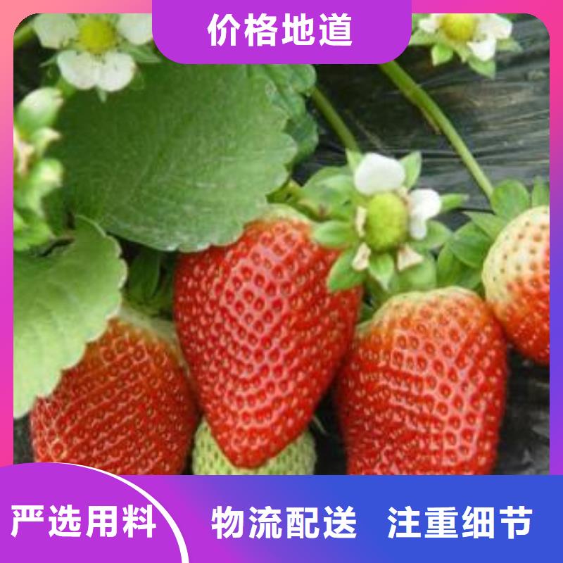 草莓苗-花椒苗好厂家有担当