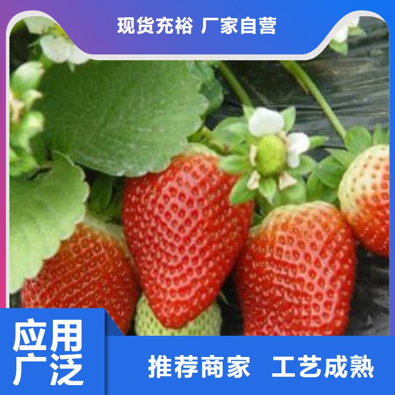 草莓苗-板栗苗源头直供
