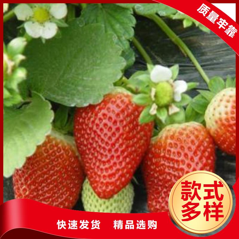 草莓苗核桃苗实拍展现
