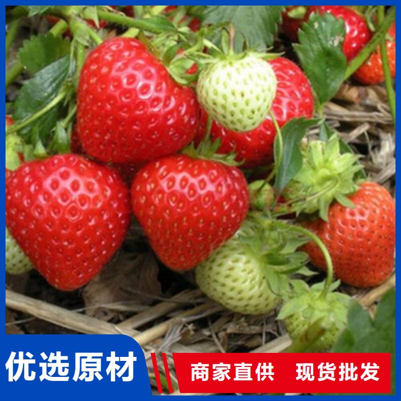 草莓苗【梨树苗】源厂直销