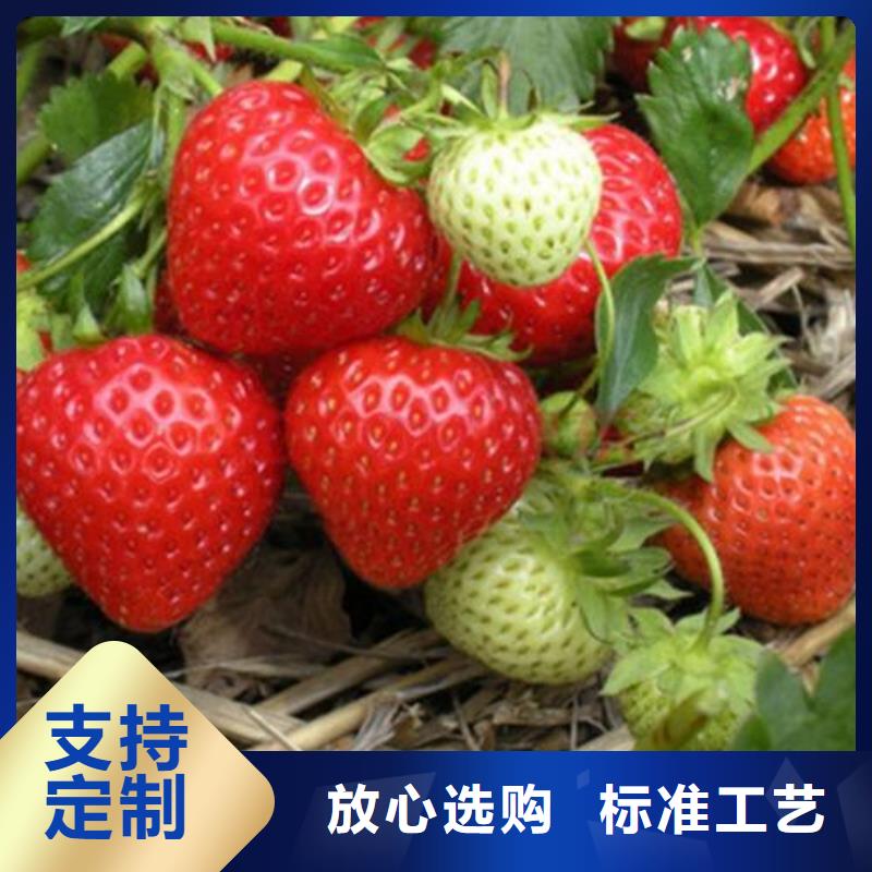 草莓苗【板栗苗】卓越品质保障