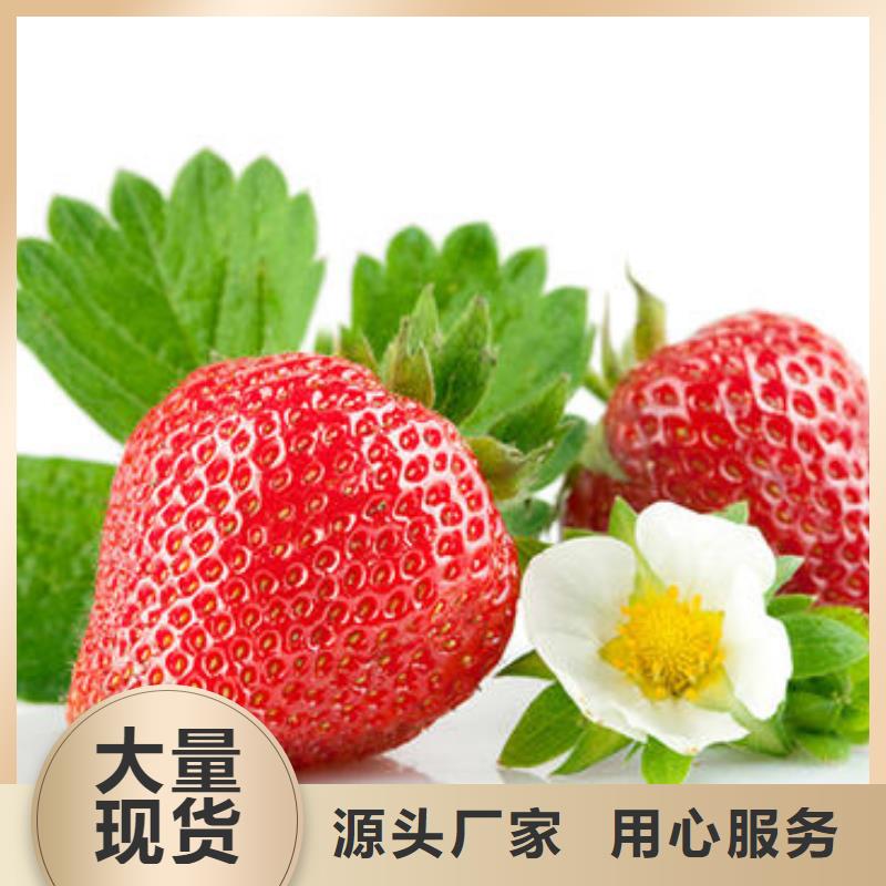 草莓苗-板栗苗源头直供