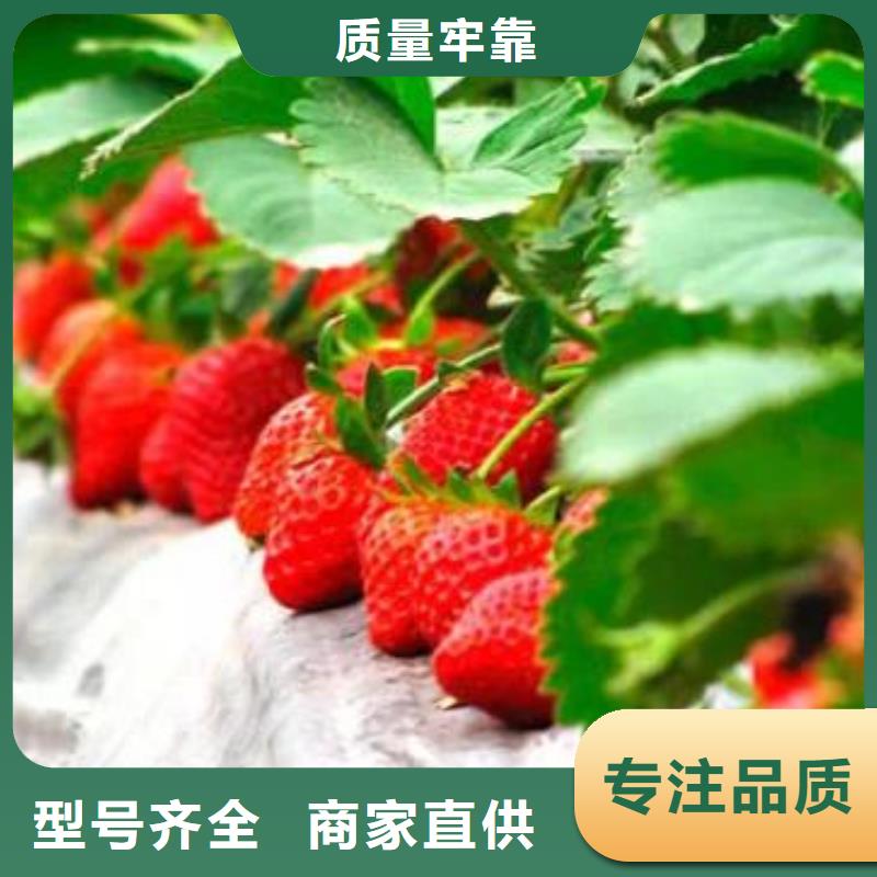 草莓苗【梨树苗】源厂直销
