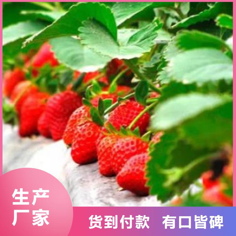 【草莓苗】梨树苗保障