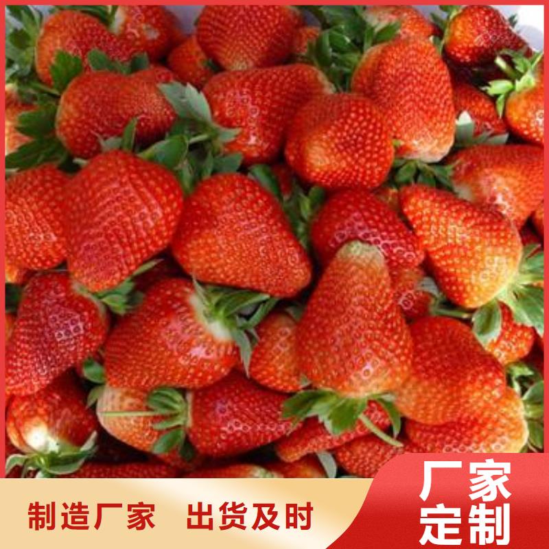 【草莓苗】桃树苗实力商家
