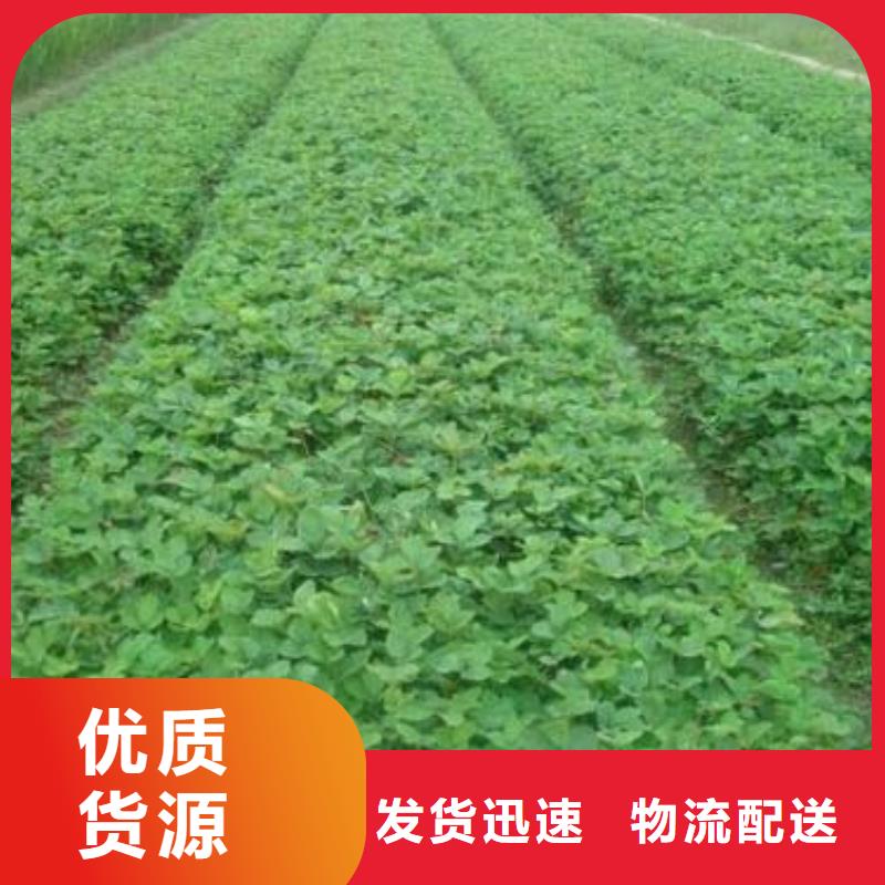 【草莓苗】桃树苗实力商家