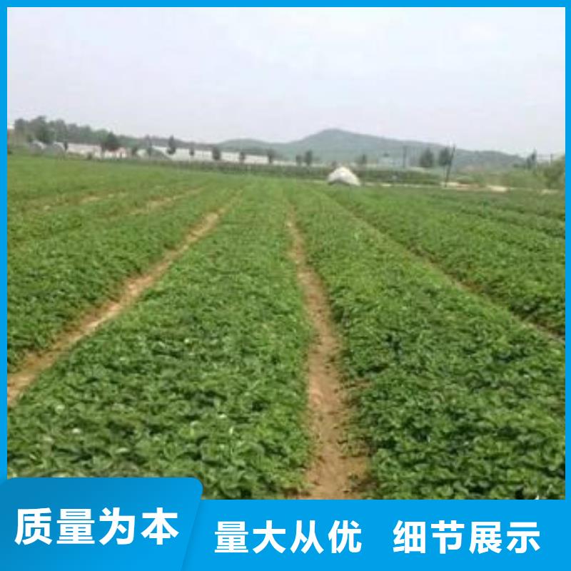 草莓苗核桃苗实拍展现